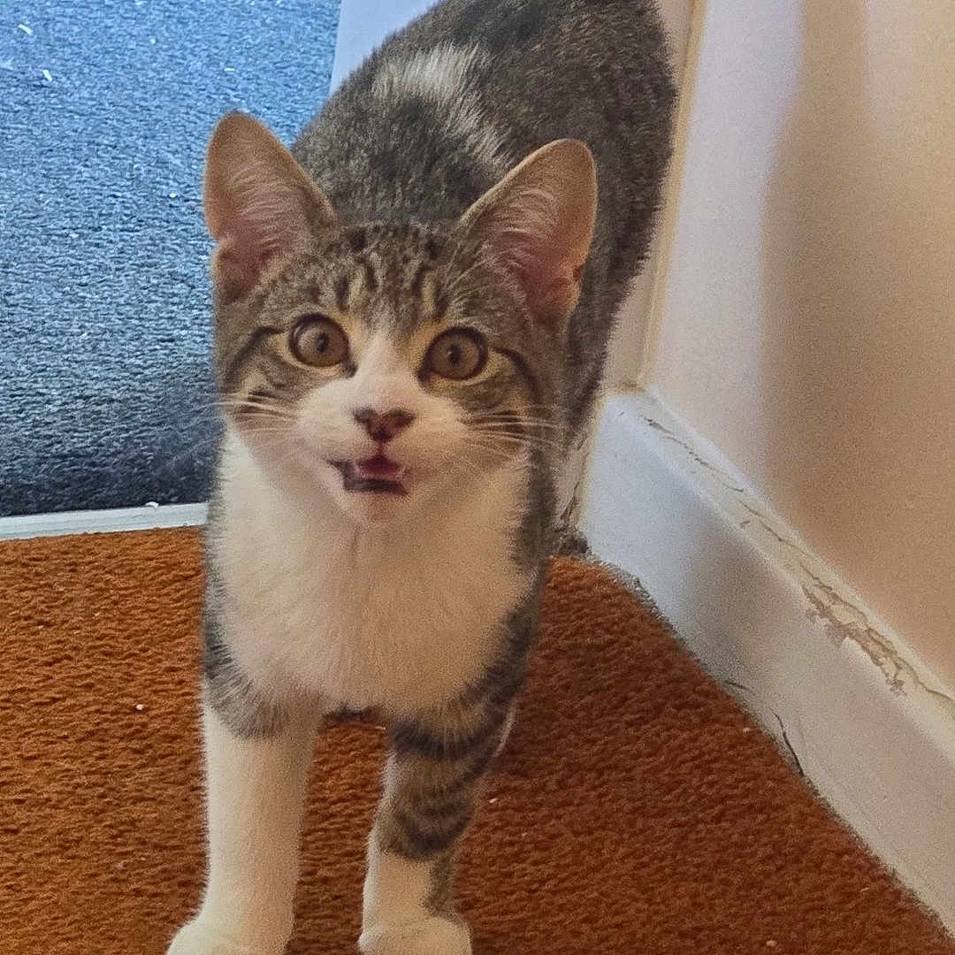 Milo is registered to the contest to win money with this photo: abyssinian, accessories, animal, canine, cat, door, face, hardwood, head, indoors, kitten, manx, mat, person, pet, photography, portrait, sleeping, strap, wood