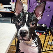 Babygirl is registered to the contest to win money with this photo: dog, black_and_white, pet, indoor, ears, curious, table, purple_wall, floor, collar, face, eyes, household, furniture, animal, canine, looking, closeup, background, domestic