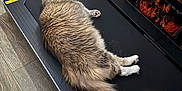 Carmen joined the competition — help win amazing prizes! back_view, cardboard_box, cat, cozy, exercise_equipment, fluffy_cat, fur, gray_cat, home_interior, household, indoor, lego_box, paw, pet, relaxed, sleeping, tail, toy, treadmill, wooden_floor