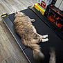 back_view, cardboard_box, cat, cozy, exercise_equipment, fluffy_cat, fur, gray_cat, home_interior, household, indoor, lego_box, paw, pet, relaxed, sleeping, tail, toy, treadmill, wooden_floor