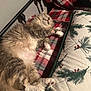 Carmen joined the competition — help win amazing prizes! bed, cat, closeup, cozy, cute, fluffy, fur, headboard, holiday_print, indoor, mattress, nap, paw, pet, pillow, pine_branch_pattern, plaid_blanket, relaxed, sleeping_cat, whiskers