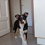 Baya a rejoint le concours — aidez-le/la à gagner de superbes lots ! dog, puppy, tri_color, black_fur, white_fur, tan_markings, floppy_ears, standing, portrait, indoors, doorway, hallway, wood_floor, home, curious, alert, looking_at_camera, pet, animal, natural_light