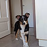 dog, puppy, tri_color, black_fur, white_fur, tan_markings, floppy_ears, standing, portrait, indoors, doorway, hallway, wood_floor, home, curious, alert, looking_at_camera, pet, animal, natural_light