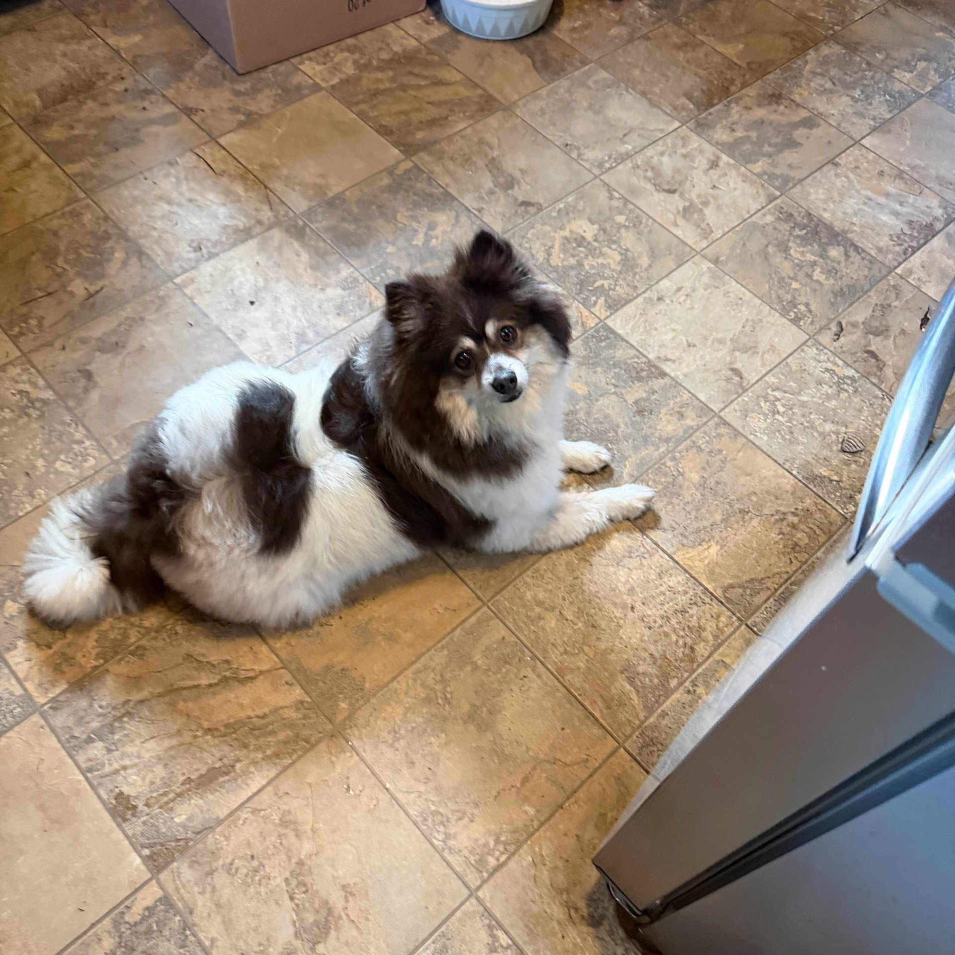 Lily Pad. joined the competition — help win amazing prizes! dog, small_dog, fluffy, black_and_white, long_hair, lying_down, sitting, looking_at_camera, pet, animal, kitchen, floor, tile_floor, pet_food, food_bowl, cardboard_box, indoor, home, cute, portrait