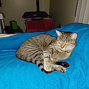 Sassy is registered to the contest to win money with this photo: cat, tabby, sleeping, curled_up, blanket, blue_blanket, indoor, pet, feline, cozy, resting, paw, striped, domestic_cat, cute, animal, fur, whiskers, relaxation, household