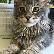 Wagner is registered to the contest to win money with this photo: cat, tabby, fluffy, indoor, pet, animal, closeup, face, eyes, whiskers, paws, fur, plant, pot, relaxed, cute, domestic, feline, curious, resting