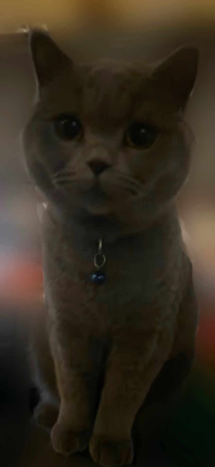 Totoro is registered to the contest to win money with this photo: cat, animal, pet, collar, bell, feline, sitting, indoor, blurred_background, ears, whiskers, fur, cute, portrait, looking_at_camera, domestic_cat, face, eyes, paws, closeup