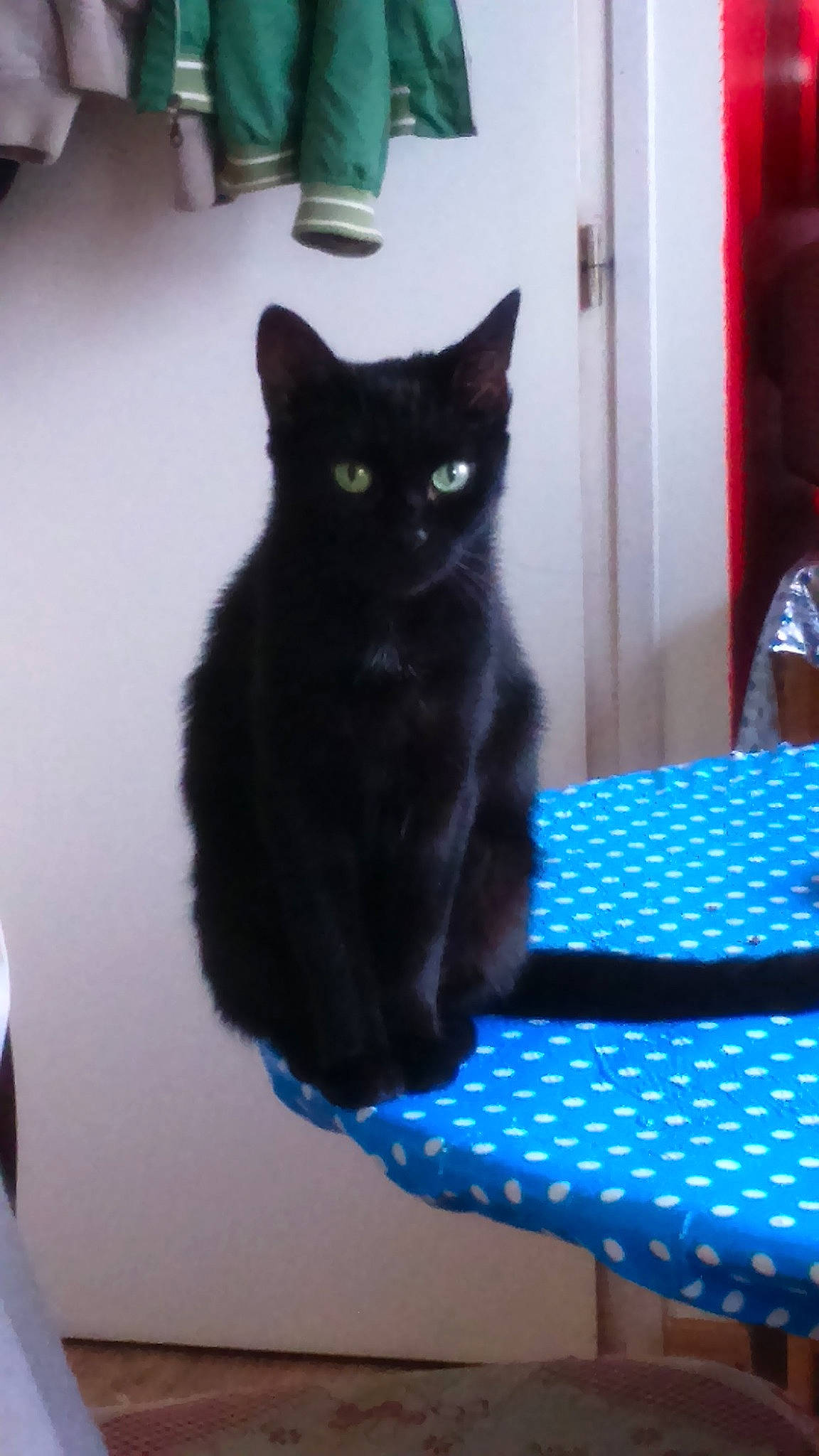 Cachou participe au concours pour gagner de l'argent avec cette photo : black_cat, carnivore, cat, cat_furniture, cat_supply, claw, comfort, domestic_short_haired_cat, electric_blue, felidae, flooring, fur, grey, hardwood, room, small_to_medium_sized_cats, snout, tail, whiskers, window