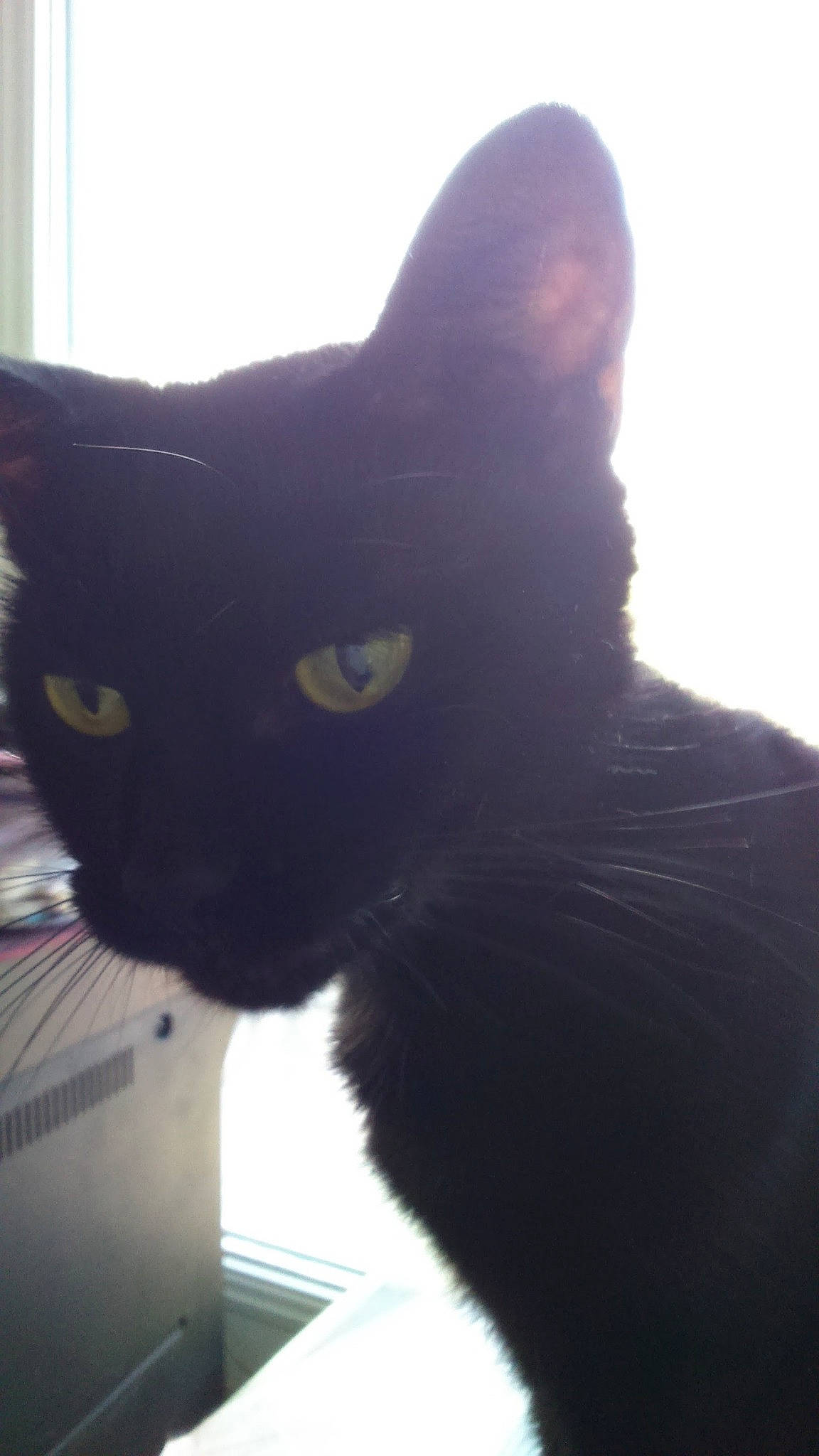 Cachou participe au concours pour gagner de l'argent avec cette photo : black_cat, bombay, carnivore, cat, domestic_short_haired_cat, felidae, fur, small_to_medium_sized_cats, snout, tail, terrestrial_animal, tree, whiskers