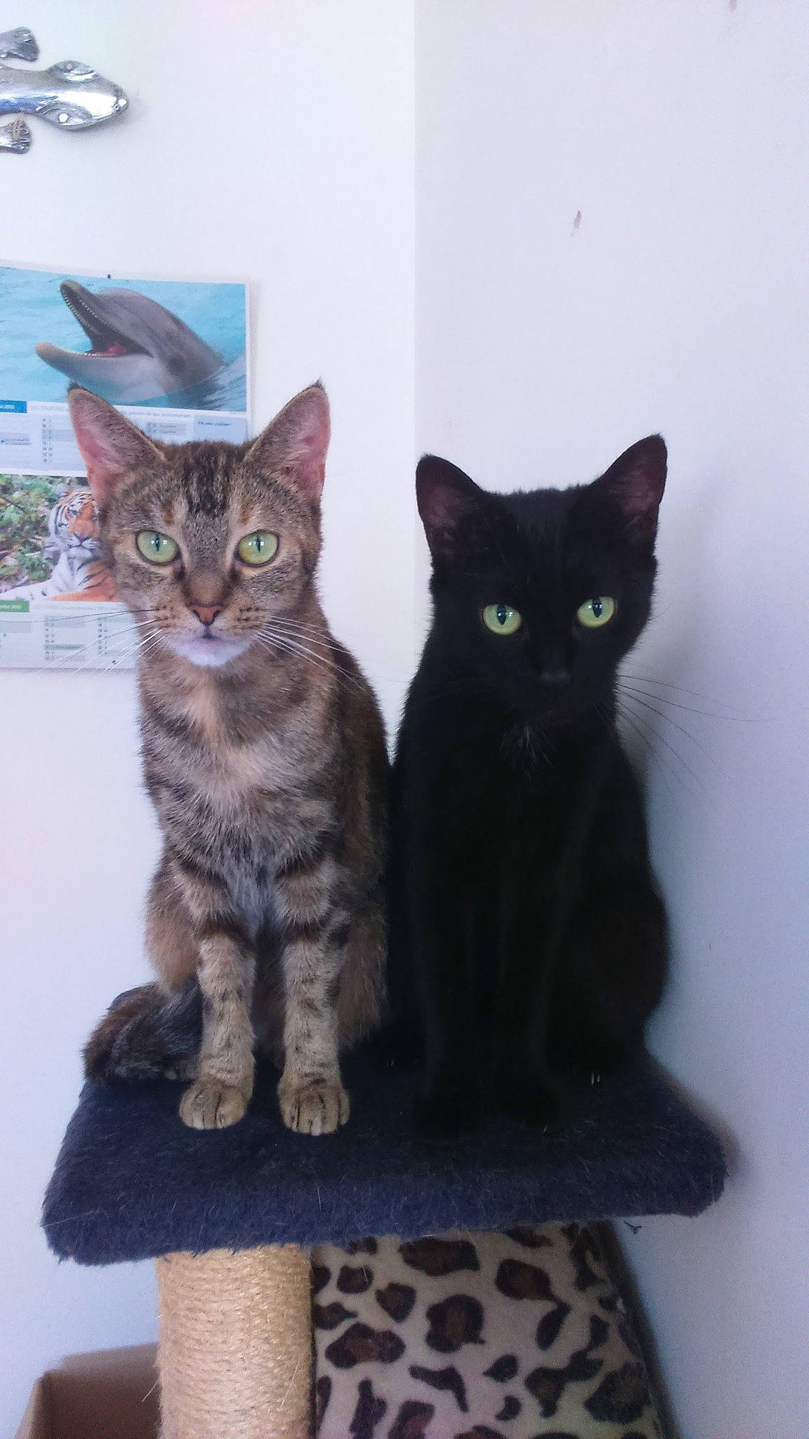 Cachou a rejoint le concours — aidez-le/la à gagner de superbes lots ! bombay, carnivore, cat, domestic_short_haired_cat, felidae, fur, grey, paw, pet_supply, small_to_medium_sized_cats, tail, whiskers