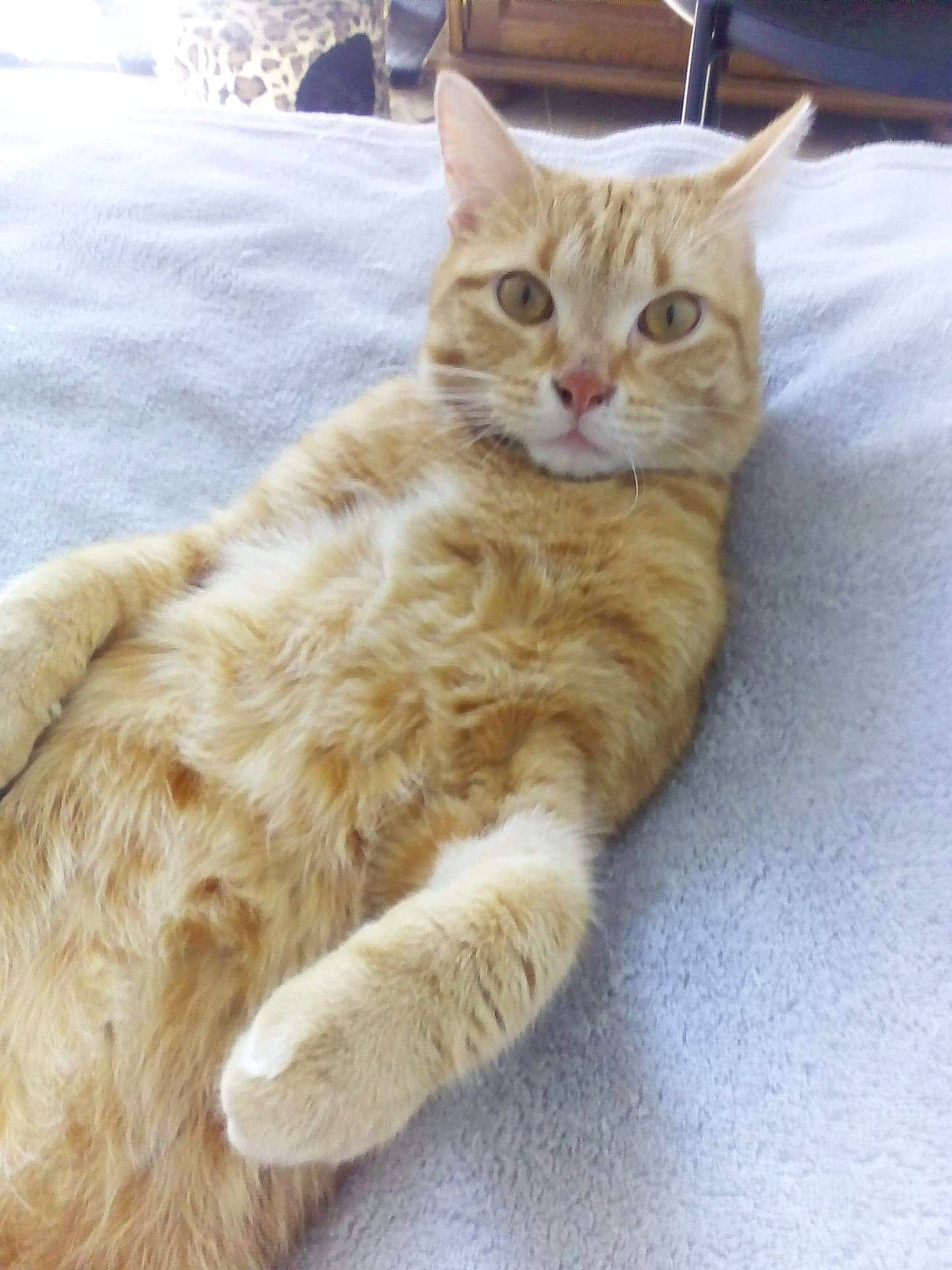 Holaf participe au concours pour gagner de l'argent avec cette photo : carnivore, cat, cat_furniture, cat_supply, claw, domestic_short_haired_cat, eye, fawn, felidae, fur, paw, sitting, small_to_medium_sized_cats, snout, tail, whiskers