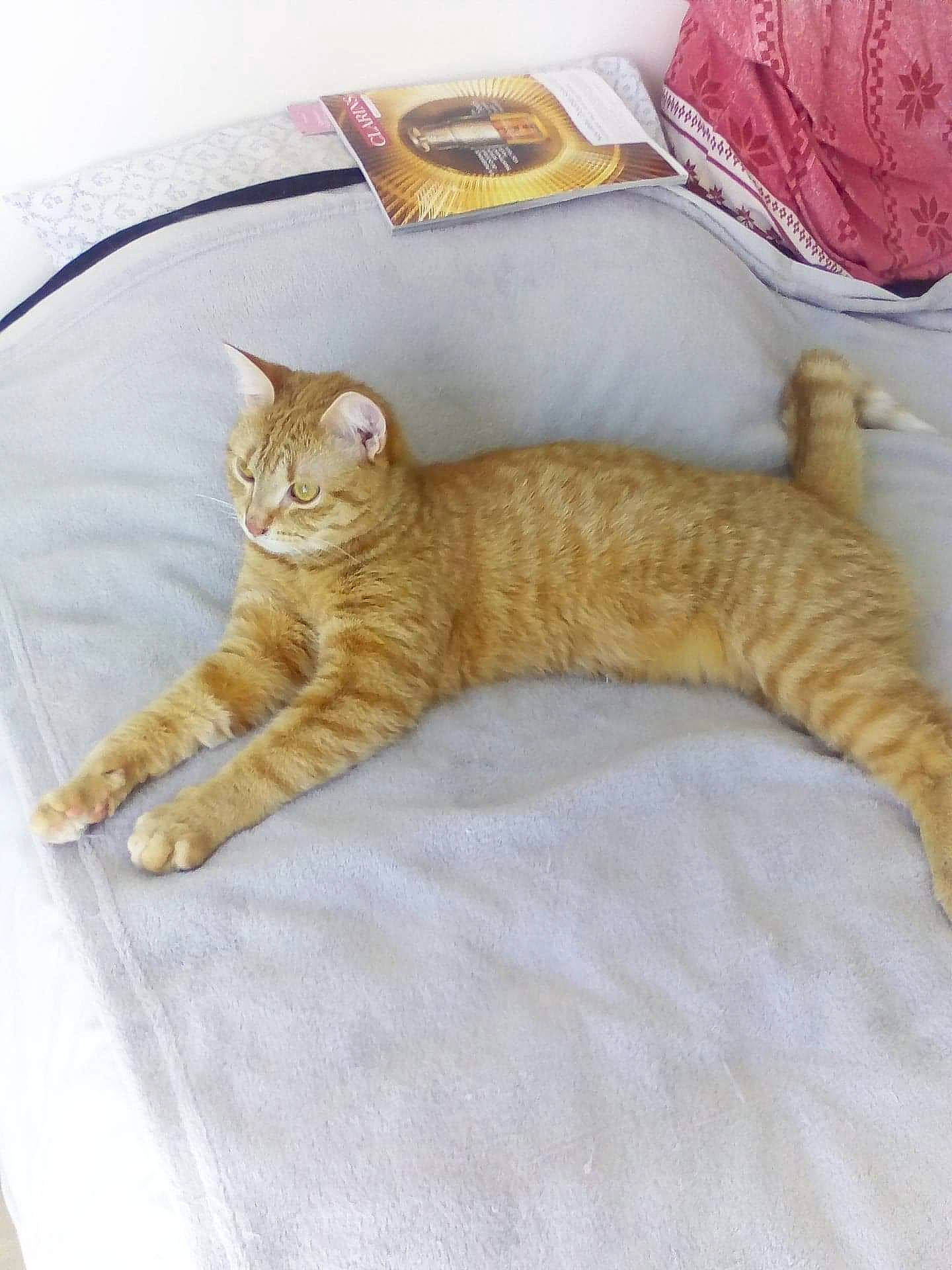 Holaf a rejoint le concours — aidez-le/la à gagner de superbes lots ! bed, carnivore, cat, claw, comfort, domestic_short_haired_cat, fawn, felidae, fur, linens, nap, paw, pet_supply, plastic_bag, room, small_to_medium_sized_cats, tail, terrestrial_animal, whiskers, wood