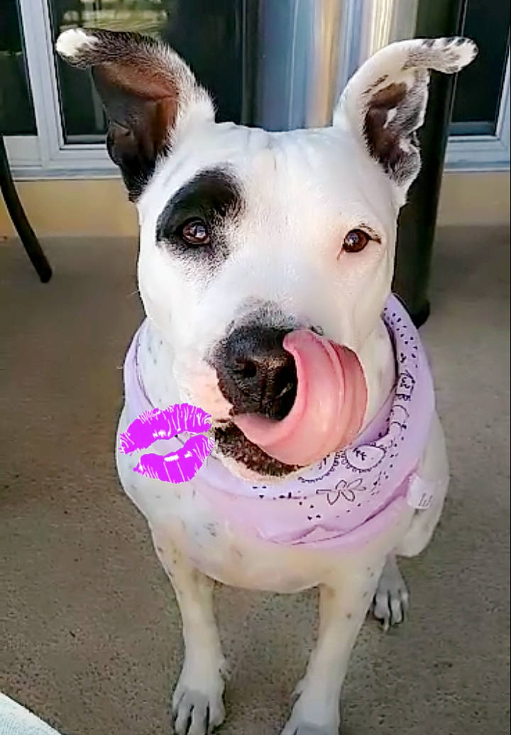 Chyna is registered to the contest to win money with this photo: canidae, carnivore, collar, companion_dog, dog, dog_breed, dog_collar, dog_supply, ear, fashion_accessory, fawn, old_english_terrier, pet_supply, pink, snout, sporting_group, tail, whiskers, white, working_animal