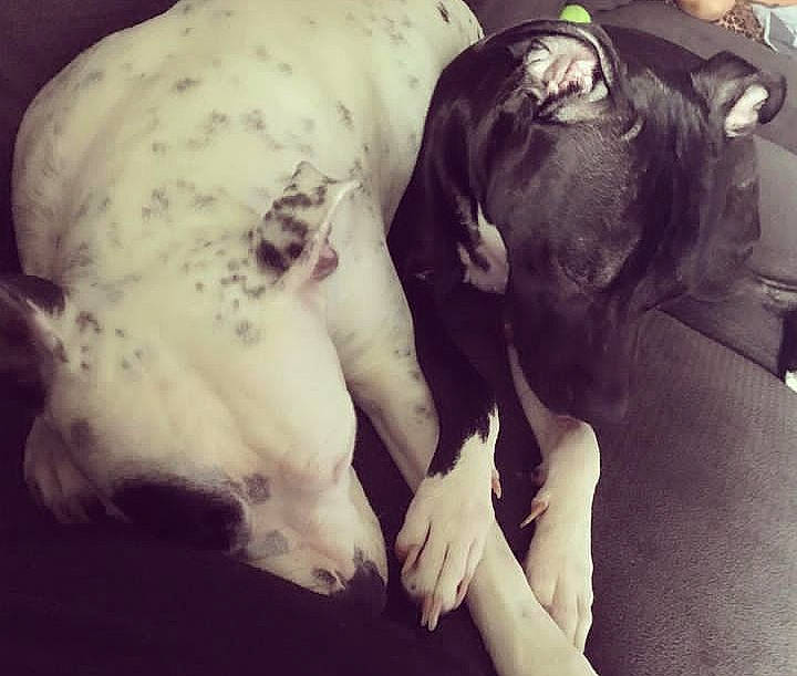 Chyna joined the competition — help win amazing prizes! canidae, carnivore, comfort, companion_dog, dog, dog_breed, ear, fawn, fur, guard_dog, jaw, non_sporting_group, paw, snout, sporting_group, terrestrial_animal, toy_dog, whiskers, working_animal