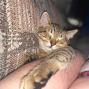 Ponyo joined the competition — help win amazing prizes! animal, arm, blanket, cat, closeup, comfort, cozy, cute, domestic_animal, feline, fur, indoor, paw, pet, relaxation, resting, sleeping, soft_light, tabby_cat, whiskers