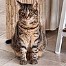 cat, tabby, indoor, floor, tile, furniture, chair, pet, animal, sitting, fur, whiskers, ears, tail, domestic, cute, mammal, striped, looking, home