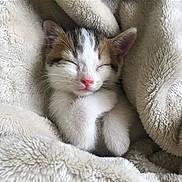 Charlie joined the competition — help win amazing prizes! adorable, animal, blanket, cat, comfort, cozy, cute, feline, fur, indoor, kitten, nap, pet, pink_nose, relaxation, sleeping, snuggled, soft, warm, whiskers
