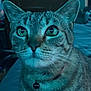 Tutu is registered to the contest to win money with this photo: cat, tabby_cat, close_up, indoor, pet, animal, feline, green_eyes, collar, bell, whiskers, fur, portrait, curious, looking_up, domestic_animal, bed, furniture, blue_light, cute