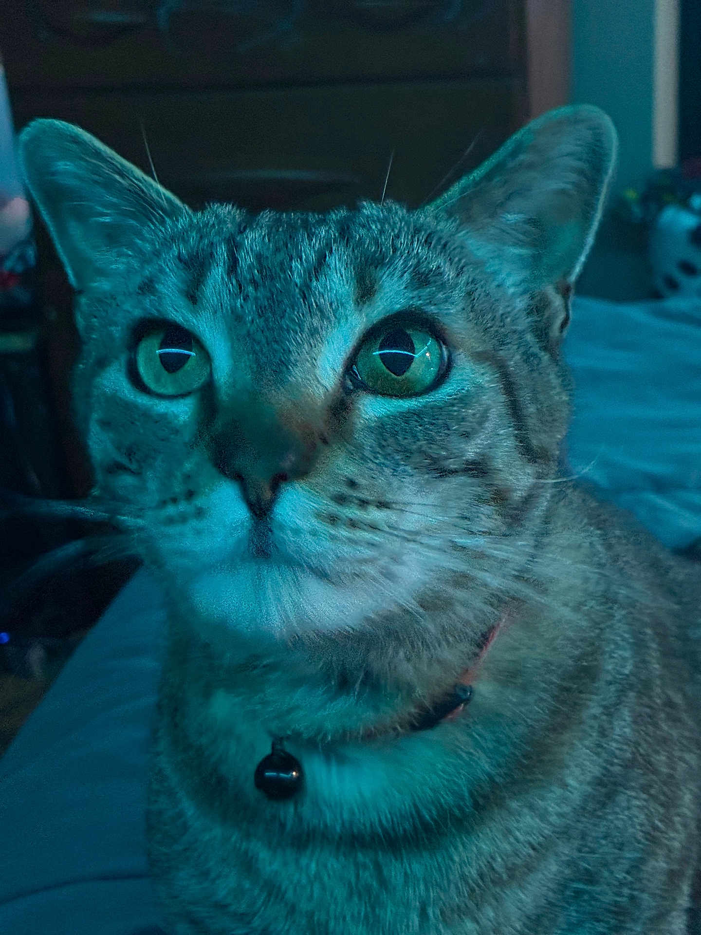 Tutu is registered to the contest to win money with this photo: cat, tabby_cat, close_up, indoor, pet, animal, feline, green_eyes, collar, bell, whiskers, fur, portrait, curious, looking_up, domestic_animal, bed, furniture, blue_light, cute