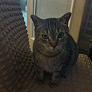 Tutu is registered to the contest to win money with this photo: cat, tabby_cat, chair, indoor, furniture, tile_floor, pet, animal, whiskers, ears, face, sitting, texture, cozy, home, shadow, window, door, curtain, knob