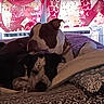 Bentley joined the competition — help win amazing prizes! animal, art, bed, blanket, colorful, companion, cozy, cute, decor, dog, indoor, lying_down, mural, patterned, pet, pillow, relaxed, resting, two_dogs, warm_lighting