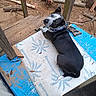 Bentley is registered to the contest to win money with this photo: animal, black_and_white, blue, canine, collar, curious, daylight, dog, earth, logs, looking_back, natural, outdoor, pattern, pet, porch, relaxed, resting, rug, wood