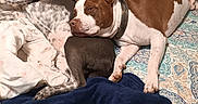 Bentley joined the competition — help win amazing prizes! bed, black_and_white_dog, blanket, brown_dog, collar, companionship, cozy, dog, domestic, furniture, indoor, nightstand, patterned_bedspread, pet, pillow, relaxation, resting, sleeping, snuggling, white_dog
