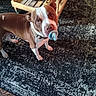 Petey Dale is registered to the contest to win money with this photo: animal, background, brown_and_white, carpet, closeup, collar, curious, cute, dog, domestic, floor, home, indoor, looking_up, pacifier, pet, shadow, standing, wheels, wooden_furniture