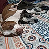 Petey Dale is registered to the contest to win money with this photo: animal, bed, black_and_white_dog, blanket, brown_and_white_dog, closeup, comfort, cozy, dog, domestic_animal, fur, indoor, laying_down, napping, patterned, pet, relaxation, resting, snuggling, two_dogs