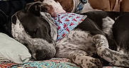 Petey Dale joined the competition — help win amazing prizes! animal, bandana, bed, black_and_white_dog, blanket, brown_dog, closeup, collar, colorful, couch, cozy, cute, dog, indoor, patterned_bedspread, pet, pillow, resting, sleeping, two_dogs