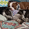 animal, bandana, bed, black_and_white_dog, blanket, brown_dog, closeup, collar, colorful, couch, cozy, cute, dog, indoor, patterned_bedspread, pet, pillow, resting, sleeping, two_dogs