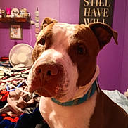 Petey Dale is registered to the contest to win money with this photo: animal, bed, blanket, brown, closeup, collar, curious, decor, dog, fan, indoor, pet, portrait, purple_wall, room, shelf, sign, skulls, text, white
