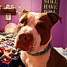 animal, bed, blanket, brown, closeup, collar, curious, decor, dog, fan, indoor, pet, portrait, purple_wall, room, shelf, sign, skulls, text, white