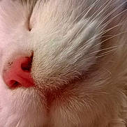 Cacahuéte participe au concours pour gagner de l'argent avec cette photo :