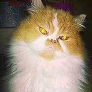 Frésia a rejoint le concours — aidez-le/la à gagner de superbes lots !