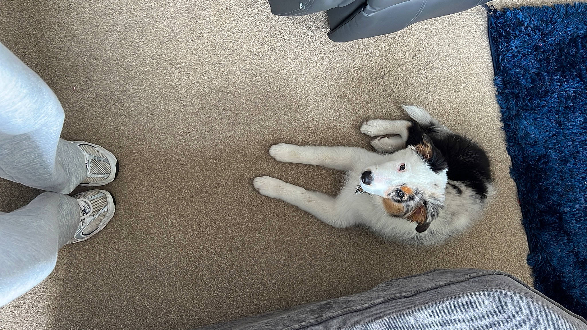 Freyja is registered to the contest to win money with this photo: carnivore, comfort, companion_dog, couch, dog, dog_breed, fawn, felidae, floor, flooring, grey, hardwood, human_leg, linens, small_to_medium_sized_cats, stuffed_toy, tail, toy, vehicle_door, whiskers