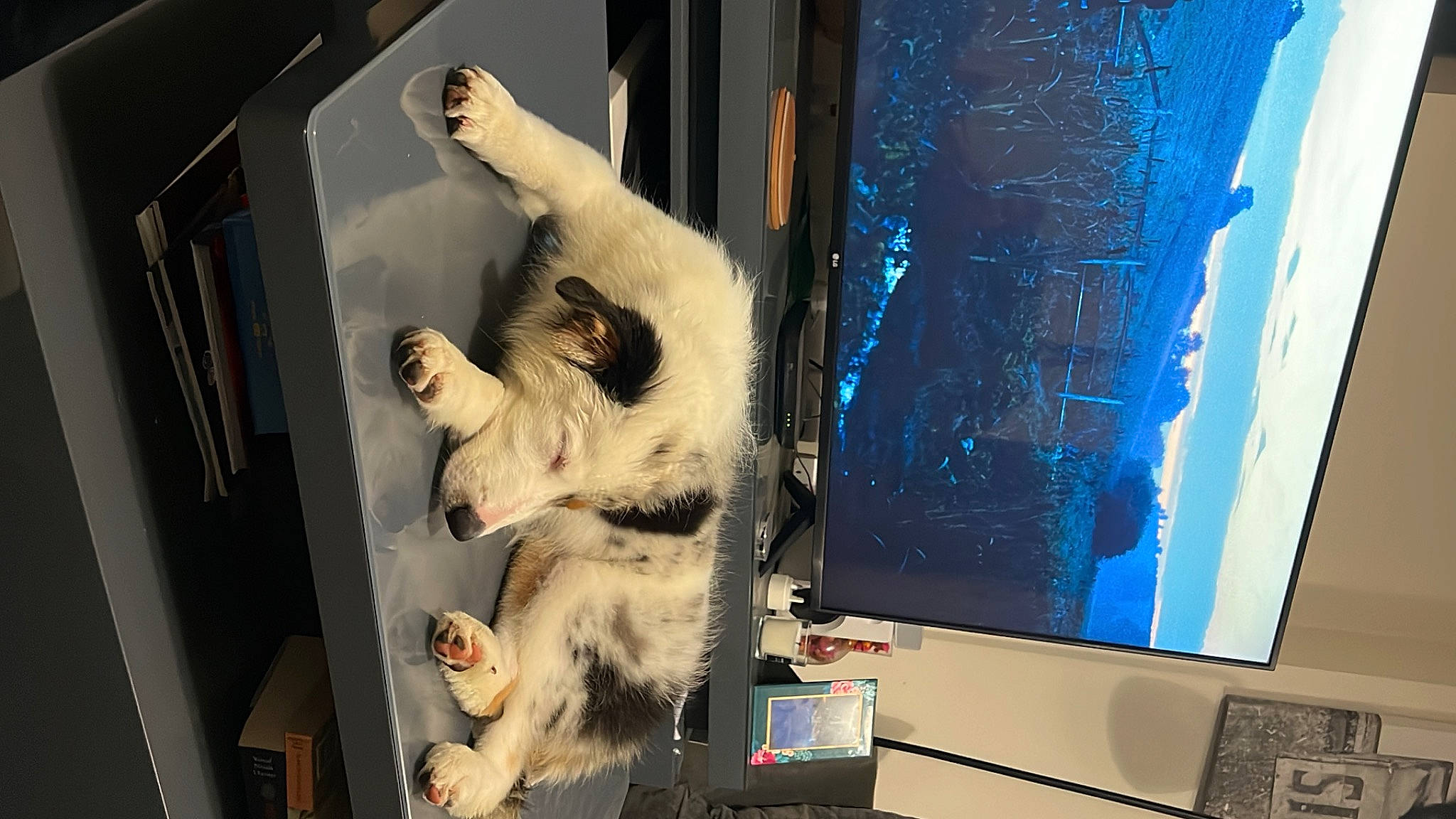 Freyja is registered to the contest to win money with this photo: art, carnivore, cat, display_device, domestic_short_haired_cat, felidae, flat_panel_display, fur, led_backlit_lcd_display, machine, output_device, paw, polar_bear, room, small_to_medium_sized_cats, tail, television_set, visual_arts, whiskers, window