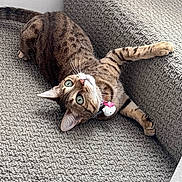 Navi joined the competition — help win amazing prizes! animal, brown, cat, charm, collar, couch, cozy, gray, home, indoor, lying_down, pet, portrait, relaxed, sofa, stretched_paw, tabby, upside_down, whiskers, wide_eyes