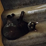 Pepper is registered to the contest to win money with this photo: animal, black_cat, carpet, cat, cozy, curious, cute, domestic_animal, eyes, feline, fur, home, indoor, looking, mammal, pet, relaxed, resting, stairs, whiskers