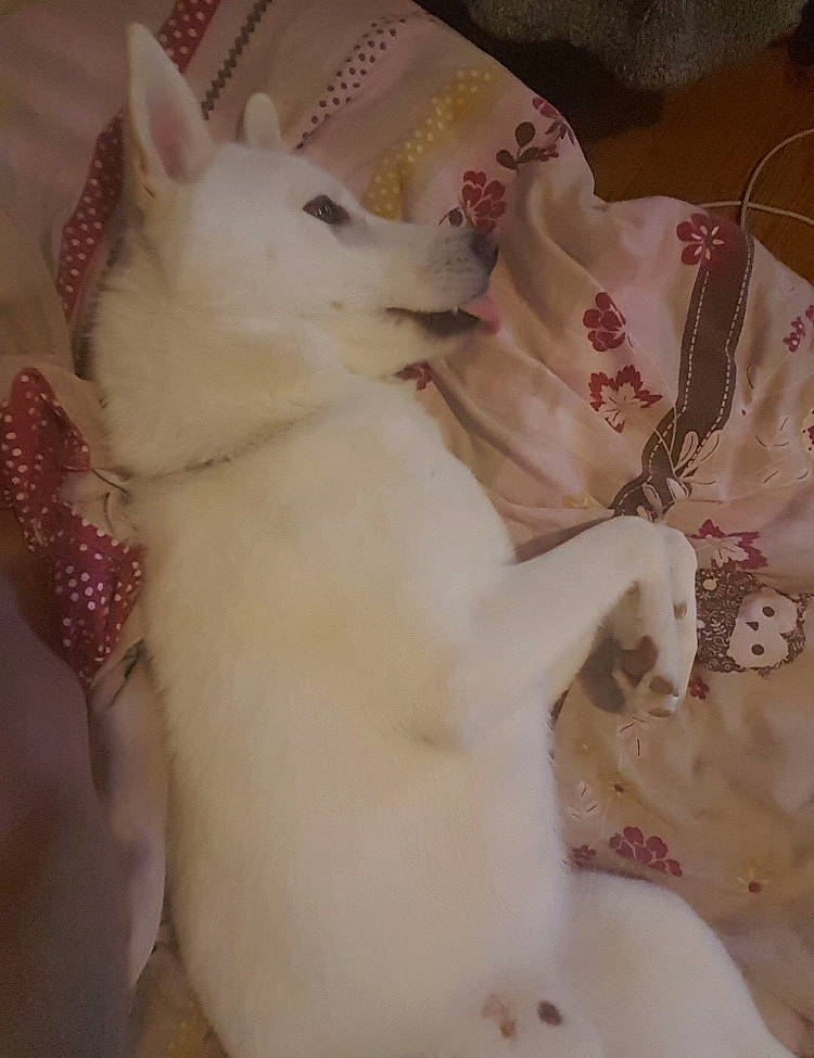 Spike a rejoint le concours — aidez-le/la à gagner de superbes lots ! canidae, carnivore, dog, dog_breed, indian_spitz, kishu, non_sporting_group, white_shepherd