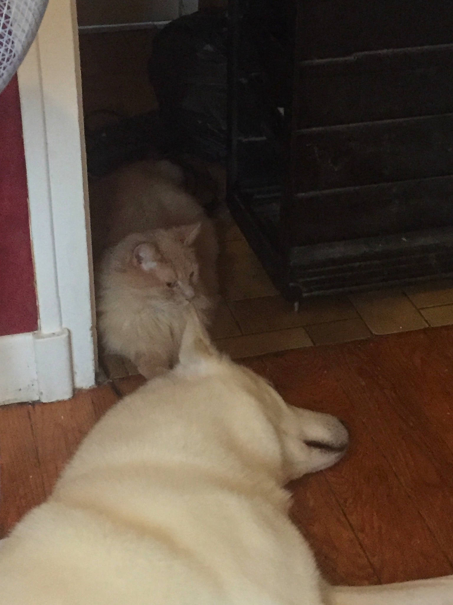 Spike participe au concours pour gagner de l'argent avec cette photo : burmilla, canidae, carnivore, cat, dog_breed, fawn, felidae, floor, fur, small_to_medium_sized_cats, sporting_group, tail, whiskers