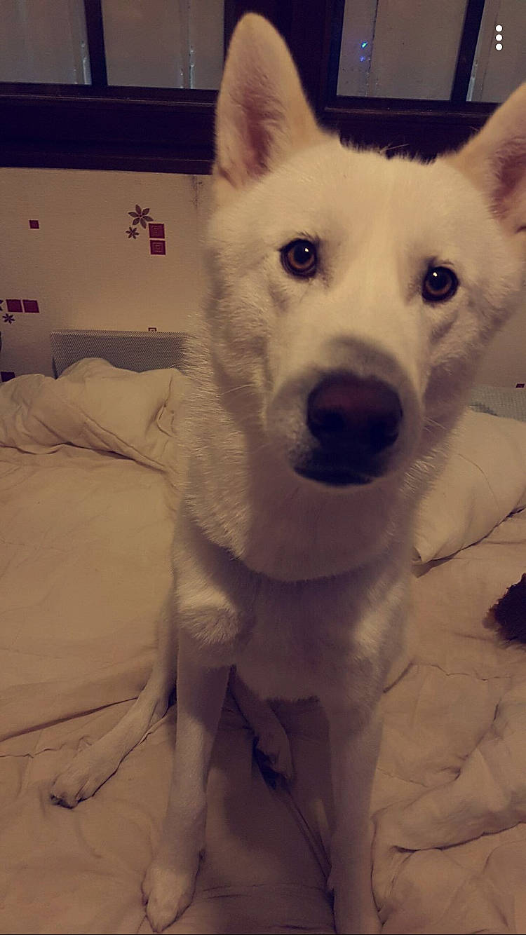 Spike participe au concours pour gagner de l'argent avec cette photo : berger_blanc_suisse, canaan_dog, canidae, carnivore, dog, dog_breed, eye, greenland_dog, kishu, korean_jindo_dog, labrador_husky, mammal, nose, pungsan_dog, rare_breed_dog, siberian_husky, snout, tamaskan_dog, vertebrate, white_shepherd