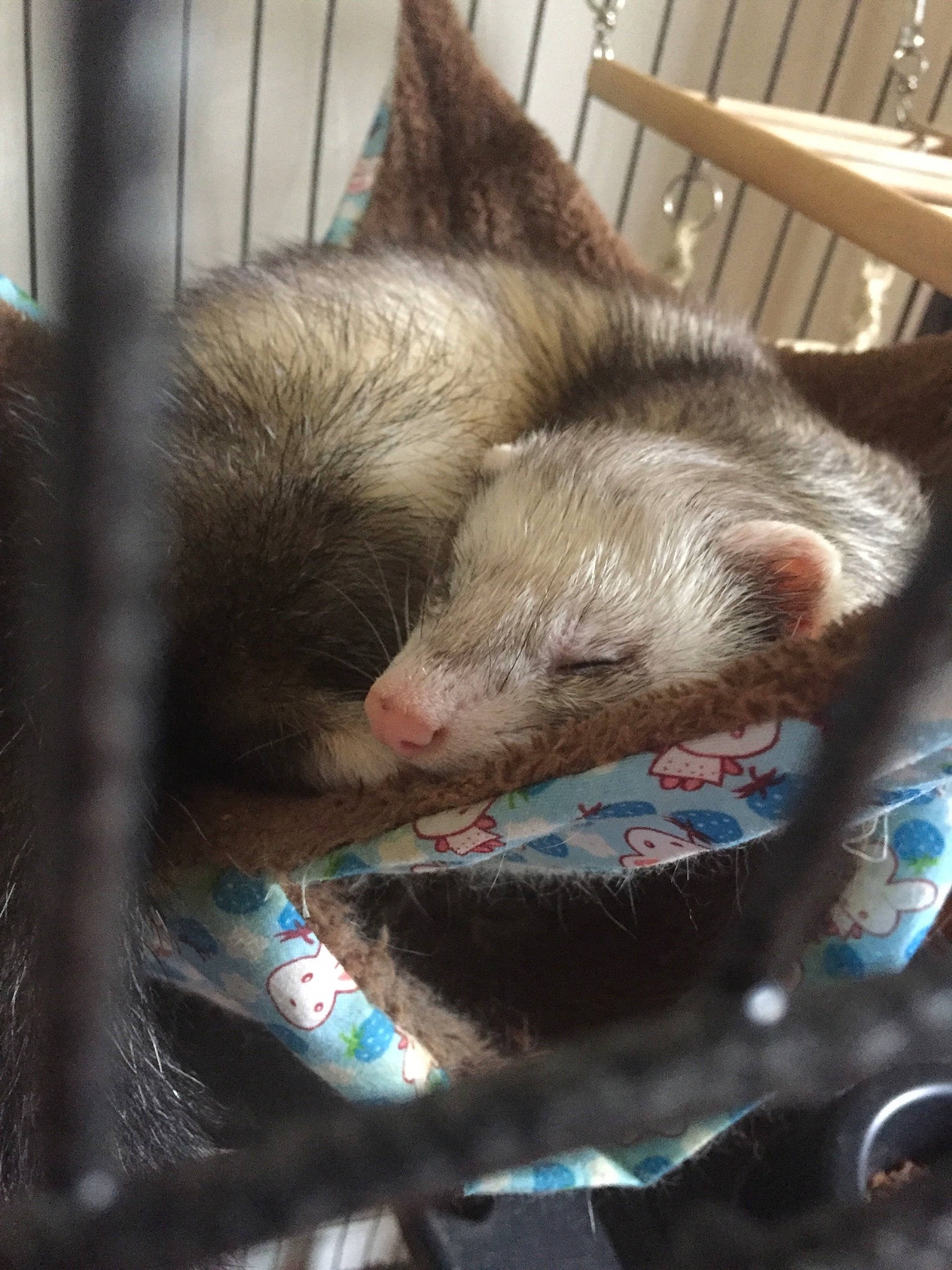 Anko participe au concours pour gagner de l'argent avec cette photo : carnivore, common_opossum, fawn, ferret, fur, marsupial, marten, mink, mustelidae, mustelinae, nap, opossum, polecat, possum, snout, viverridae, whiskers