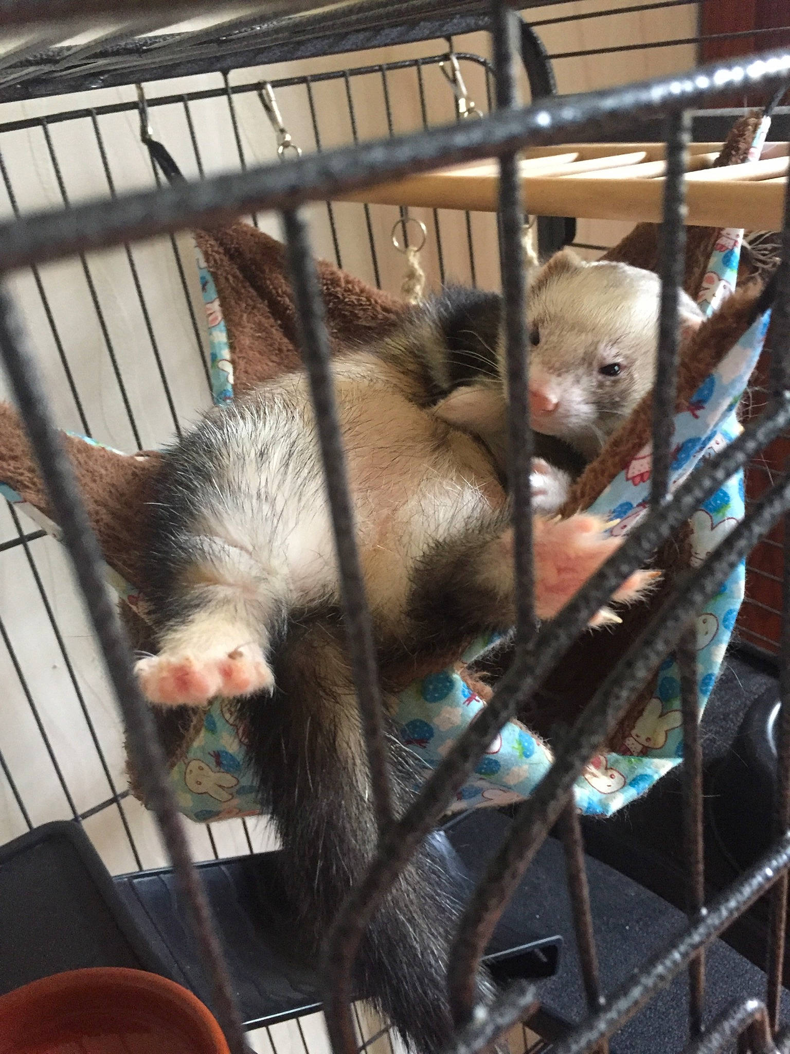 Anko a rejoint le concours — aidez-le/la à gagner de superbes lots ! animal_shelter, cage, fawn, ferret, fur, marsupial, mustelidae, polecat, suidae, wildlife