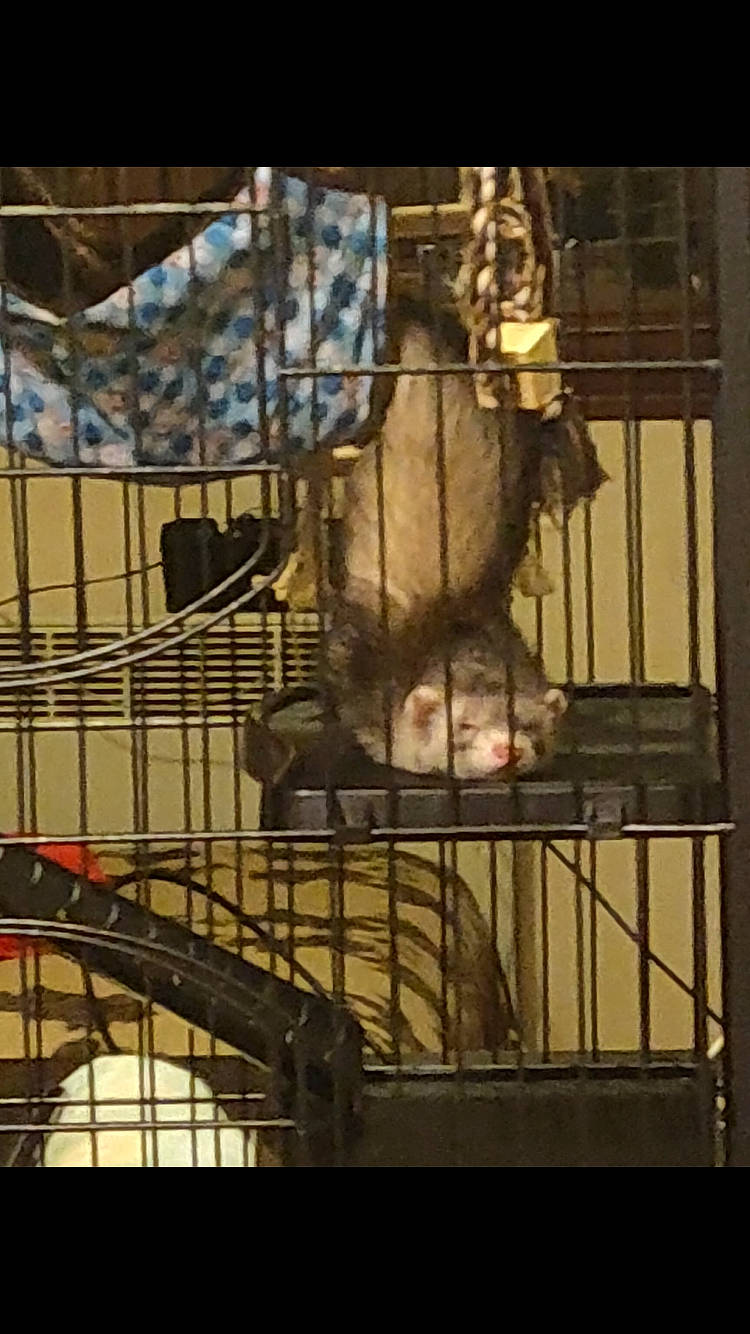 Anko participe au concours pour gagner de l'argent avec cette photo : animal_shelter, bulbul, cage, degu, muridae, rat, rodent