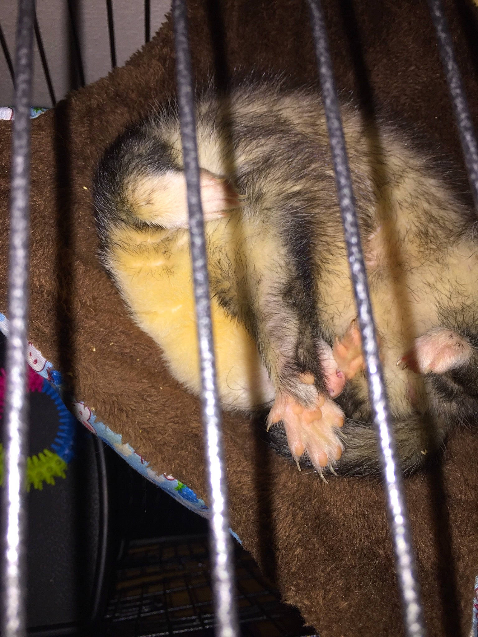 Anko participe au concours pour gagner de l'argent avec cette photo : animal_shelter, cat, fawn, fur, whiskers