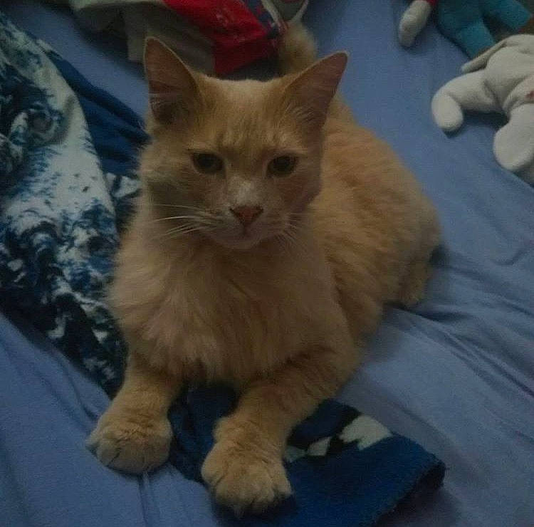 Nougat participe au concours pour gagner de l'argent avec cette photo : asian, carnivore, cat, cymric, domestic_long_haired_cat, domestic_short_haired_cat, fawn, felidae, german_rex, kitten, mammal, ojos_azules, polydactyl_cat, ragamuffin, ragdoll, small_to_medium_sized_cats, tail, turkish_angora, vertebrate, whiskers