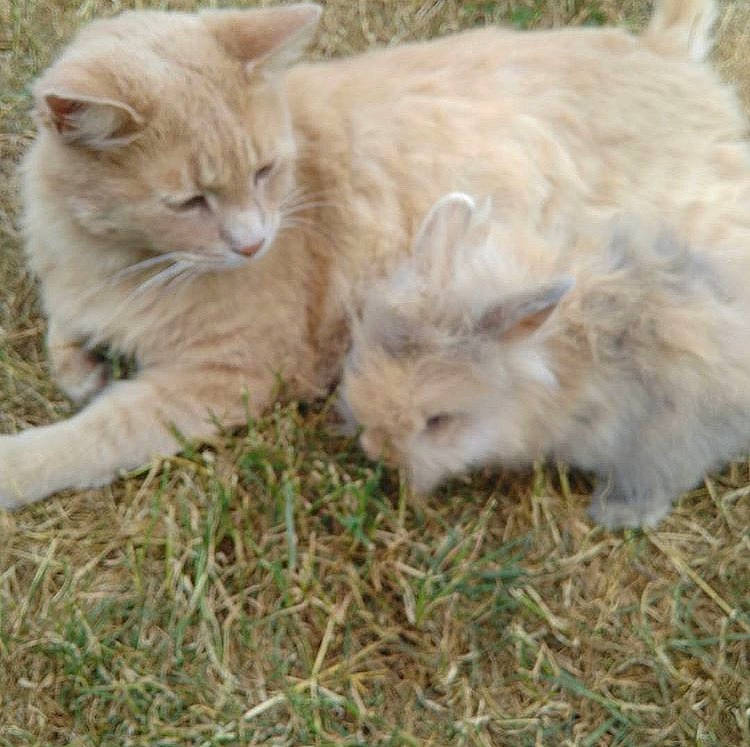 Nougat a rejoint le concours — aidez-le/la à gagner de superbes lots ! canidae, carnivore, cat, domestic_long_haired_cat, fawn, felidae, grass, kitten, mammal, persian, ragamuffin, ragdoll, small_to_medium_sized_cats, whiskers