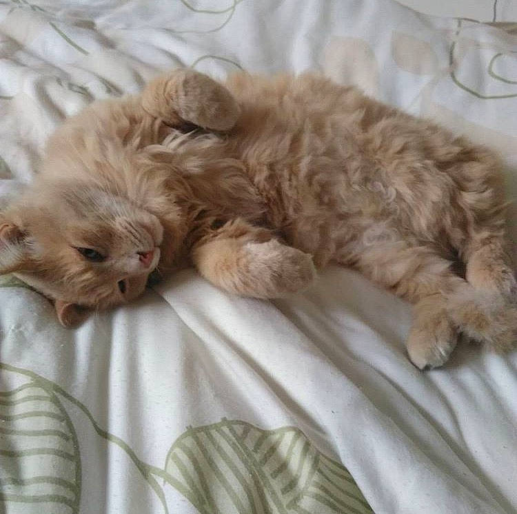 Nougat a rejoint le concours — aidez-le/la à gagner de superbes lots ! british_longhair, british_semi_longhair, carnivore, cat, cavapoo, domestic_long_haired_cat, fawn, felidae, fur, kitten, mammal, nap, norwegian_forest_cat, persian, selkirk_rex, sleep, small_to_medium_sized_cats, whiskers