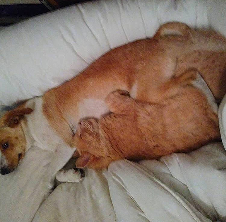 Nougat a rejoint le concours — aidez-le/la à gagner de superbes lots ! canidae, carnivore, companion_dog, dog, dog_breed, fawn, nap, puppy, puppy_love, sleep, snout, sporting_group